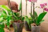 R&R SHOP Sfagno Cileno 100% Naturale - Substrato per Orchidee, Bonsai e Kokedama (4L - 100g) 3