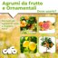 CIFO Concime Agrumi 600g - Fertilizzante Completo NPK per Limoni, Aranci, Mandarini e Pompelmo - Favorisce Fioritura e Frutti Sani - Made in Italy 3