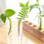 Stazione di Propagazione Idroponica con Supporto in Legno Massiccio e 8 Provette in Vetro Borosilicato - Kit per Piante Acquatiche e Decorazione Casa 7
