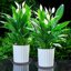 Bleuhome 6 Pack Plant Saucer Trays - Heavy Duty Plastic Drainage Drip Trays for Indoor and Outdoor Flower Pots, 6 Inch, Cement Gray 5