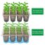Bonviee 10 Pack Seed Starter Tray Kit with Elevated Lids and Adjustable Humidity Vents - 120 Cells Clear Seedling Propagation Trays for Greenhouse and Garden 5
