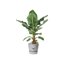 Elho Greenville Round 40 Vaso con serbatoio idrico integrato per Interno/esterno, Plastica Riciclata Ø 39.0 x H 36.8 cm - Grigio/Living Concrete 7