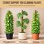 Craft911 Bendable Moss Pole for Monstera and Climbing Plants - 48 Inch Coco Coir Plant Support Stake 5