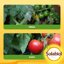 Solabiol Zeolite Cubana 1kg - Corroborante Naturale per Piante - Protezione da Insetti, Funghi e Stress Abiotico - Ideale per Orto, Frutteto e Fiori 8
