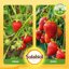 Solabiol Concime Liquido Biologico 1L - Biostimolante Natural Booster per Aromatiche e Piccoli Frutti - Stimola Radici, Fiori e Raccolto 7