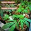 Legigo 8 LB Organic Leca Clay Pebbles, 4mm-16mm Natural Hydroton for Hydroponics, Aquaponics, Orchids and Indoor Plants 4