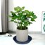 Bleuhome 6 Pack Plastic Plant Saucer Water Drip Tray - Heavy Duty Round Drainage Trays for Indoor and Outdoor Flower Pots 4