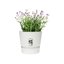 Elho Greenville Round 14 Vaso con serbatoio idrico integrato per Interno/esterno, Plastica Riciclata Ø 14.0 x H 13.4 cm - Bianco/White 3