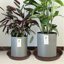 Bleuhome 4 Pack 16 Inch Plant Saucer - Heavy Duty Round Plastic Drip Trays for Flower Pots, Bird Bath Bowls & Water Trays for Indoor and Outdoor Use, Chocolate 3