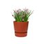 Elho Greenville Round 20 Vaso con serbatoio idrico integrato per Interno/esterno, Plastica Riciclata Terracotta 8