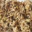Yilotuce 5.5oz Premium Compressed Sphagnum Moss - Clean Substrate for Orchids, Ferns, and Terrariums 5