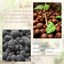 Legigo 8 LB Organic Leca Clay Pebbles, 4mm-16mm Natural Hydroton for Hydroponics, Aquaponics, Orchids and Indoor Plants 5