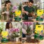Vigorplant Terriccio Orchidee Professionale 10L - Substrato con Corteccia di Pino, Fibra di Cocco e Torba Baltica - Miscela Aerata e Drenante per Orchidee Epifite e Terrestri 5