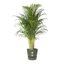 Elho Greenville Round 40 Vaso con serbatoio idrico integrato per Interno/esterno, Plastica Riciclata Ø 39.0 x H 36.8 cm - Verde/Leaf Green 3