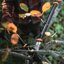 Fiskars 24-Inch Bypass Lopper - Lightweight Tree Pruning Tool with SoftGrip Handles & Shock-Absorbing System 4