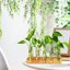 Plant Propagation Station with Wooden Stand, 10 Borosilicate Glass Test Tube Vases for Hydroponics and Indoor Plant Cuttings 3