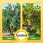 Solabiol Concime Liquido Biologico per Agrumi e Piante Mediterranee - Tecnologia Natural Booster per Radici e Frutti - 1L 7