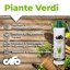 CIFO Concime Liquido Piante Verdi e Grasse 1L - Fertilizzante per Casa, Terrazzo e Balcone - Stimola Crescita, Radici e Colore Verde Intenso - Made in Italy 2