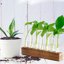 Stazione di Propagazione Idroponica con Supporto in Legno Massiccio e 8 Provette in Vetro Borosilicato - Kit per Piante Acquatiche e Decorazione Casa 5