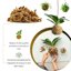 GebEarth Sfagno Cileno in Fibre - Substrato Naturale per Orchidee, Bonsai e Piante Carnivore - 150g 2