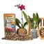 Better-Gro Sphagnum Moss - 100% Natural Long-Fiber Moss for Orchids, Ferns, and Hostas - 240 Cubic Inches (Pack of 12) 4