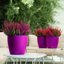 Lechuza Classico Color 21 Purple Garnet Matte Self-Watering Round Planter 8.3" 2
