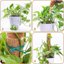 Kit 5 Aste di Cocco Flessibili per Monstera e Piante Rampicanti - Supporto in Fibra di Cocco con Corda di Iuta, Fascette e Targhette 5