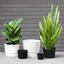 Root & Vessel Majestic Low Profile Cylinder Pot, Matte Black, 10.5" 2