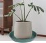 Bleuhome 2 Pack Large Plastic Plant Saucer and Bird Bath Bowl, 19 Inch Round Deep Drip Tray for Flower Pots and Garden Decor, Green 4