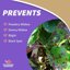 Bonide Captain Jack's Copper Fungicide Ready-to-Use Spray, 32 oz (Pack of 2) - Organic Garden Disease Control for Fruits, Vegetables & Ornamentals 3