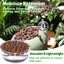 Legigo 4 LB Organic Leca Clay Pebbles, 4mm-16mm Natural Hydroton for Hydroponics, Aquaponics, Orchids and Indoor Plants 4