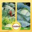 Solabiol Lumachicida Biologico 1kg - Esca in Granuli a base di Fosfato Ferrico - Elimina Lumache e Chiocciole - Resistente all'Acqua 7