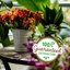 Back to the Roots 100% Organic Perlite - Premium Horticultural Grade for Soil Aeration and Drainage - 8qt Bag 6
