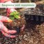 HAINANSTRY Premium Organic Perlite for Plants - 8QT Soil Amendment for Enhanced Drainage and Aeration 3