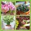 Legigo 8 Quarts Organic Orchid Potting Bark - All Natural Pine Bark Wood Chips for Houseplant Mulch and Root Development 6