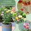 SupKing Invisible Plant Support Sticks - 16Pcs Fiberglass Orchid Stakes with Clips for Small Plants, Flowers and Seedlings (Green) 6