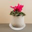 Bleuhome 4 Pack 16 Inch Plant Saucer - Heavy Duty Plastic Flower Pot Drip Trays for Indoor & Outdoor Use 4