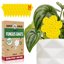 Super Ninja Fungus Gnat Traps - 30 Pack Yellow Sticky Traps for Indoor Plants, Non-Toxic Pest Control for Whiteflies and Aphids, Long Lasting & Water Resistant 1