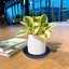 Bleuhome 2 Pack 8 Inch Plant Saucer Blue - Heavy Duty Plastic Round Drip Trays for Indoor & Outdoor Flower Pots 3