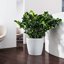 Lechuza Classico Color 43 White Self-Watering Round Planter 16.5" 6