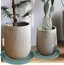 Bleuhome 2 Pack 8 Inch Plant Saucer Green - Heavy Duty Plastic Round Drip Trays for Indoor & Outdoor Flower Pots 3