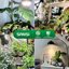 SANSI Full Spectrum LED Grow Light Bulb 24W - 300W Equivalent with Optical Lens & COC Technology 6