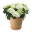 Elho Green Basics Saucer 53 Sottovaso per Interno ed Esterno - Marrone Mild Terra 6