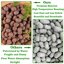 Legigo 4 LB Organic Leca Clay Pebbles, 4mm-16mm Natural Hydroton for Hydroponics, Aquaponics, Orchids and Indoor Plants 5