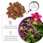 GebEarth Bark per Orchidee Professionale - Corteccia di Pino Naturale 10-15 mm - 3 Litri 2