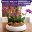 SuperMoss Orchid Potting Bark, 100% Natural White Fir, 1/4 inch, 2qt 4