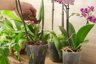R&R SHOP Sfagno Cileno 100% Naturale - Substrato per Orchidee, Bonsai e Kokedama (2L - 50g) 3