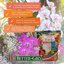Better-Gro Orchid Bark Premium Grade Potting Medium, 4 Quarts (Pack of 2) 8