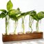Plant Propagation Station with Wooden Stand - 5 Borosilicate Glass Test Tube Vases for Hydroponics and Indoor Plants 1