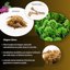 GebEarth Sfagno Cileno in Fibre - Substrato Naturale per Orchidee, Bonsai e Piante Carnivore - 50g 4